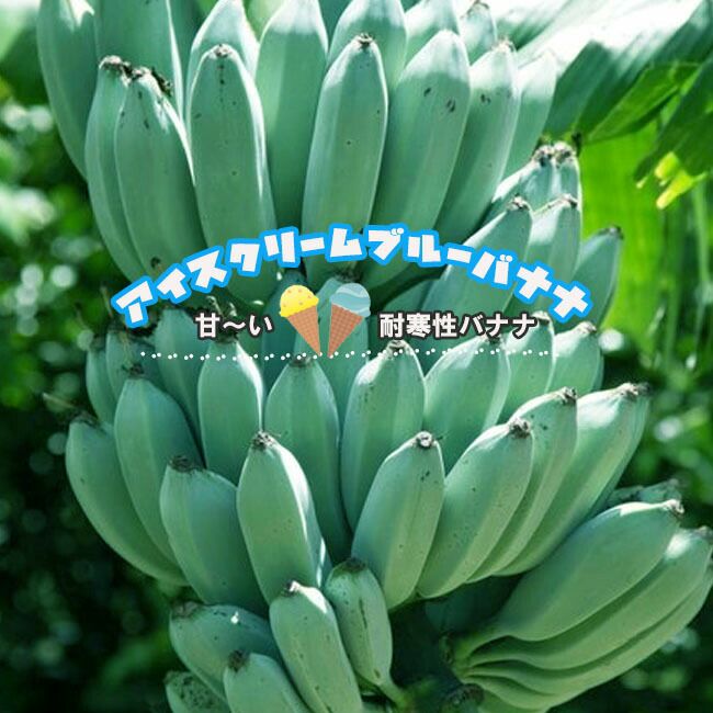 バナナ ハックムック系 アイスクリームブルーバナナ 苗 販売 苗木部