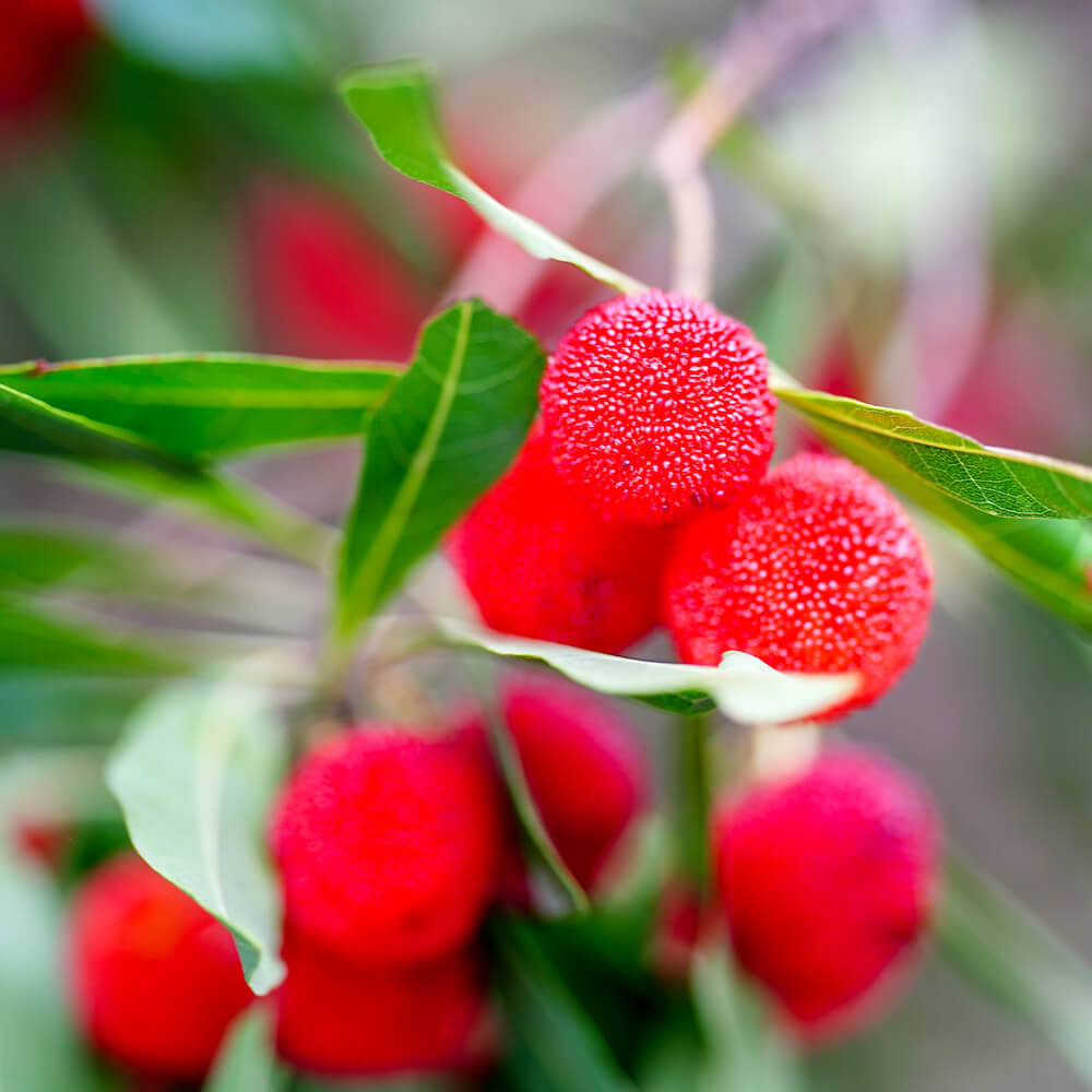 ヤマモモ メス 東魁 苗 通販 苗木部 By 花ひろばオンライン