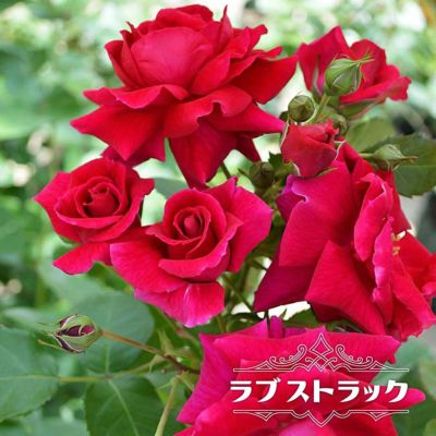 赤いバラ | 苗木部 本店 By 花ひろばオンライン