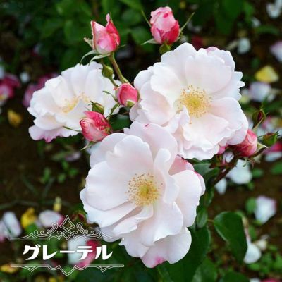 芍薬 西洋シャクヤク レッドサラベルナール 苗 販売 苗木部 By