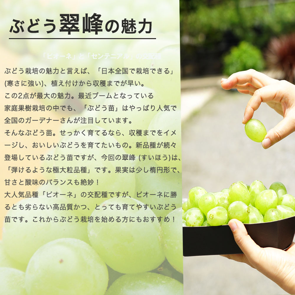 ぶどう台木剪定枝 テレキ 40本（その15） guyot poussardギュイヨ