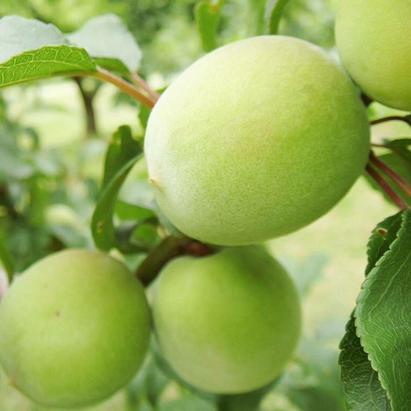 ウメ 実梅 選抜紀州南高梅 苗 育て方 苗木部 By 花ひろばオンライン