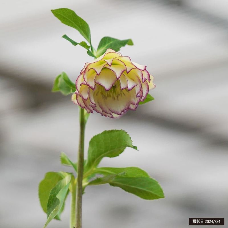 クリスマスローズ エレガンスハニーワイン 苗 販売 苗木部 By 花ひろば