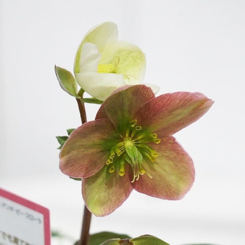 エリザベスくみこ♈️ 885 【チビチビスレンダー】クリスマスローズ