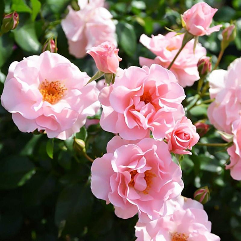 000000048238-06-l.jpg?t=