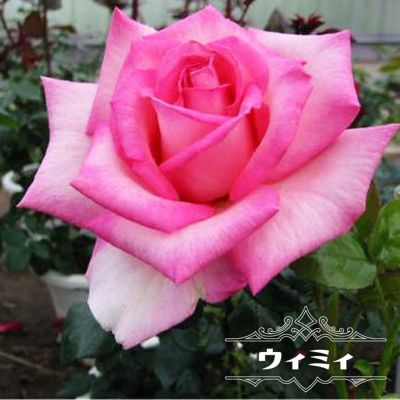 バラ苗 プロがすすめるベストローズの苗木販売 通販 苗木部 By 花ひろばオンライン バラ苗 プロがすすめるベストローズの苗木販売 通販 苗木部 By 花ひろばオンライン