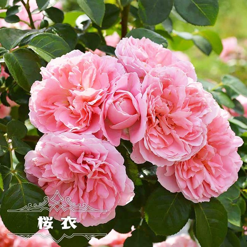 バラ 桜衣 Fl フロリバンダ 苗 販売 苗木部 By 花ひろばオンライン バラ 桜衣 Fl フロリバンダ 苗 販売 苗木部 By 花ひろばオンライン