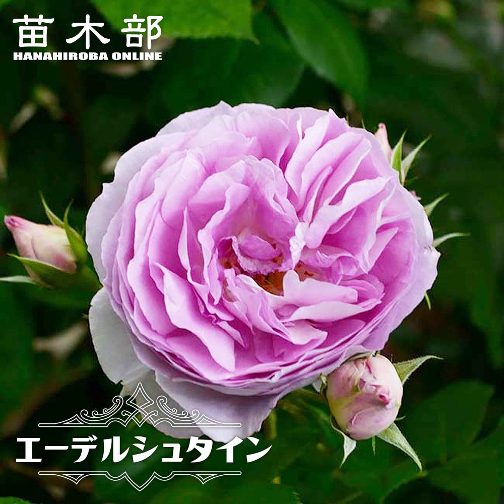 花色で選ぶつる性バラ ピンク系つるバラのバラ苗通販 苗木部 By 花ひろばオンライン