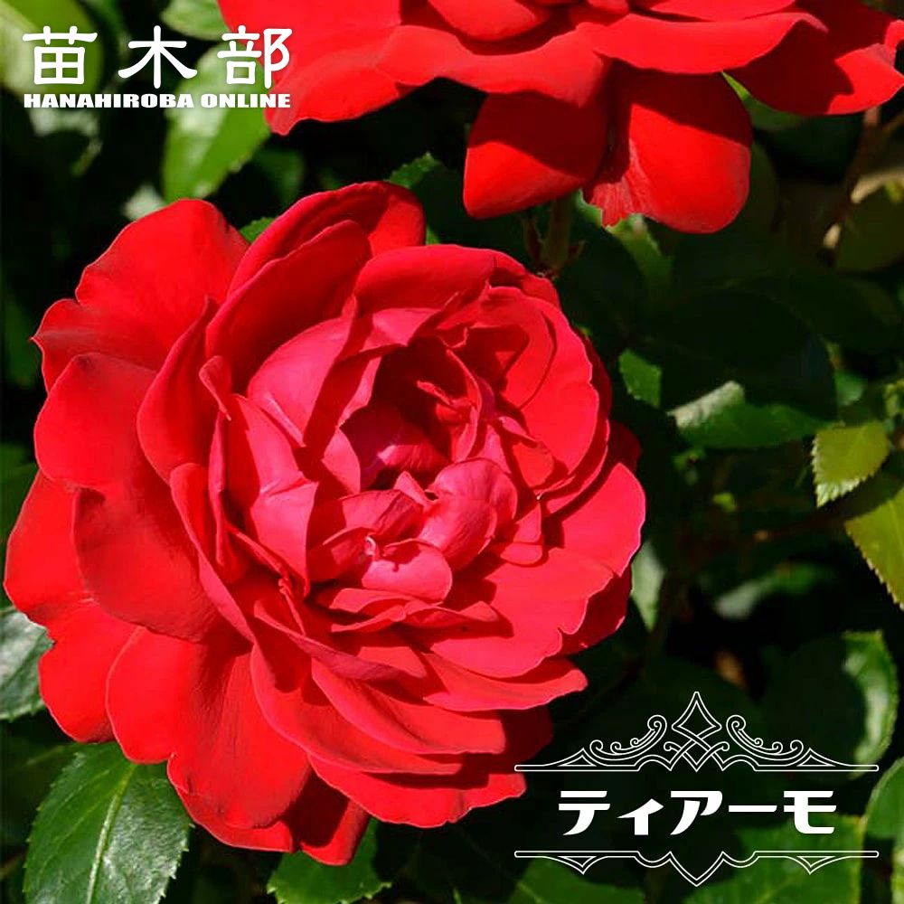 バラ パシュミナ 苗 販売 苗木部 By 花ひろばオンライン