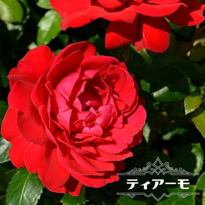 黒赤系の木立ちバラ 苗木部 本店 By 花ひろばオンライン