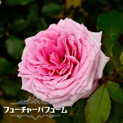 バラ サントノーレ 苗 販売 苗木部 By 花ひろばオンライン バラ サントノーレ 苗 販売 苗木部 By 花ひろばオンライン