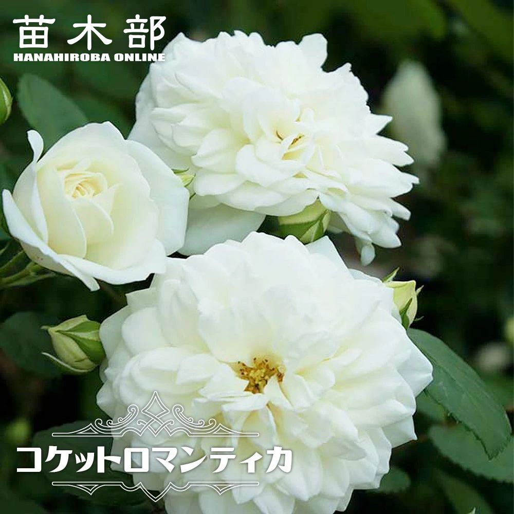 バラ アンティークタッチclタイプ アルテミス 苗 販売 苗木部 By 花ひろばオンライン