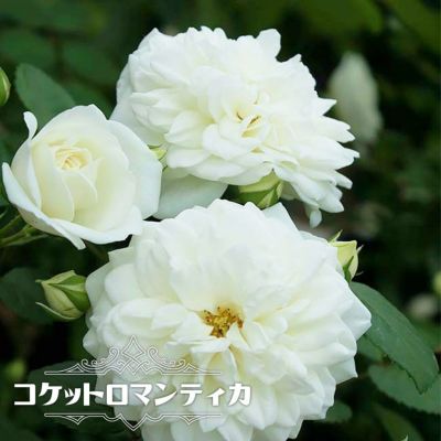 バラ アルテミス S シュラブ 半つるバラ 苗 販売 苗木部 By 花ひろばオンライン バラ アルテミス S シュラブ 半つるバラ 苗 販売 苗木部 By 花ひろばオンライン