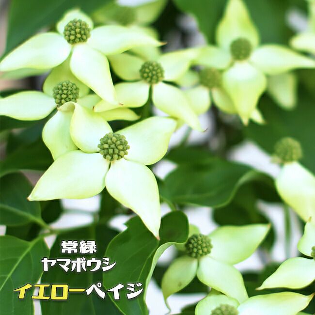 格安販売の 常緑黄花山ボウシ マウンテンムーン ４寸ポット植え トキワヤマボウシ