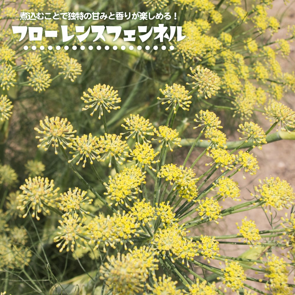 ディル ディル 苗 販売 苗木部 By 花ひろばオンライン