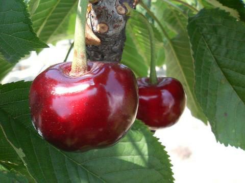 大実サミット アメリカンチェリー 苗 おすすめ 苗木部 By 花ひろばオンライン