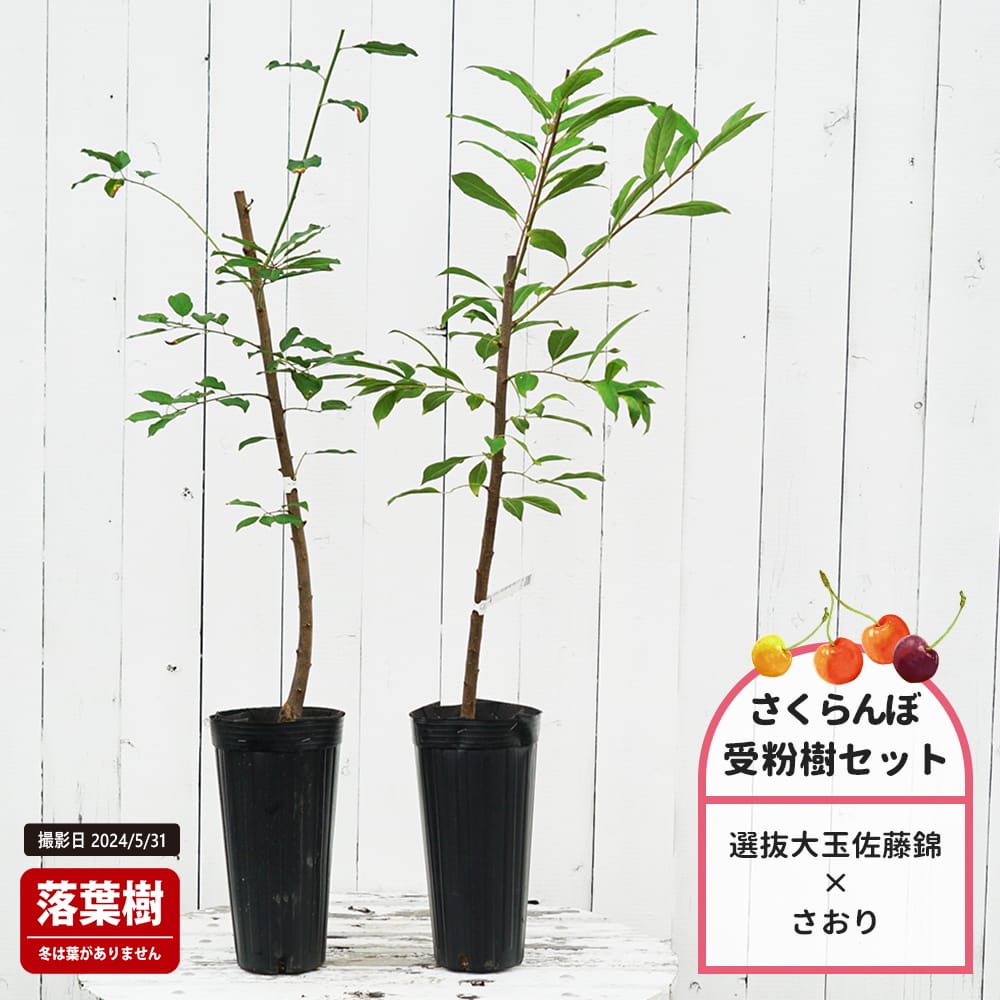 サクランボ 選抜大玉佐藤錦 苗 植え方 苗木部 By 花ひろばオンライン