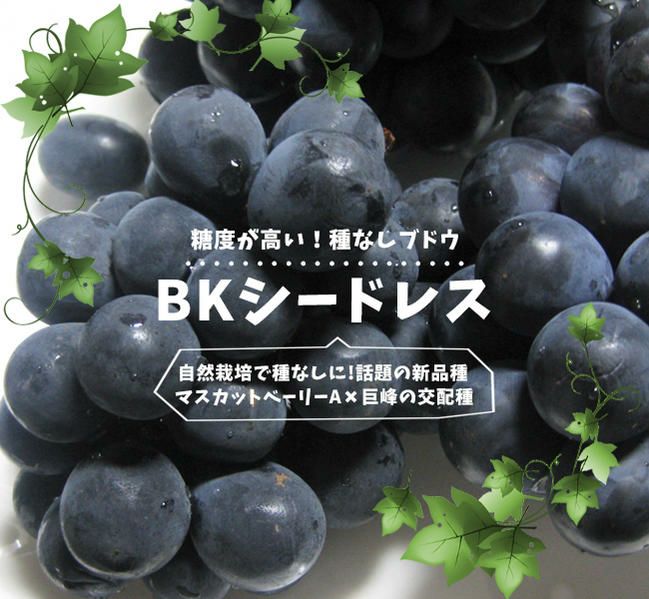 ブドウ 欧米雑種3倍体 BKシードレス 苗 販売 苗木部 By 花ひろば ブドウ 欧米雑種3倍体 BKシードレス 苗 販売 苗木部 By 花ひろば