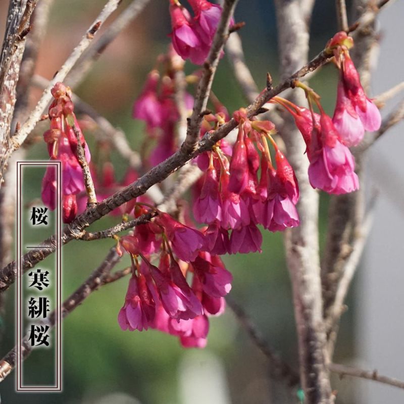 カワヅザクラ（河津桜） - Azure Garden