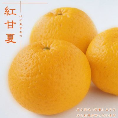 送料無料 日本 販売 苗 紅甘夏 苗木部 花ひろばオンライン By 果樹