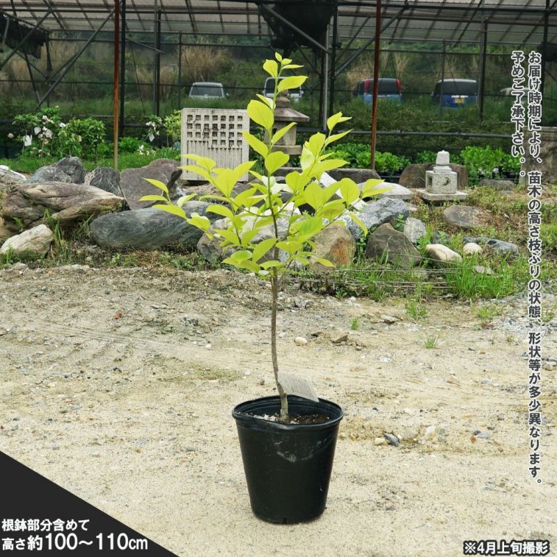 甘柿苗木　小春 接木大苗 約100㌢ メルカリ便 甘柿苗木 小春 接木大苗 約100㌢ メルカリ便