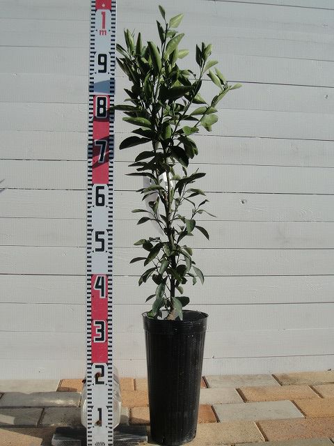 000000049013-03-l.jpg?t=