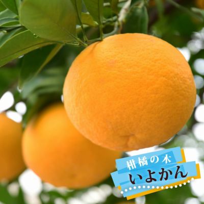 柑橘 いよかん 苗 販売 苗木部 By 花ひろばオンライン