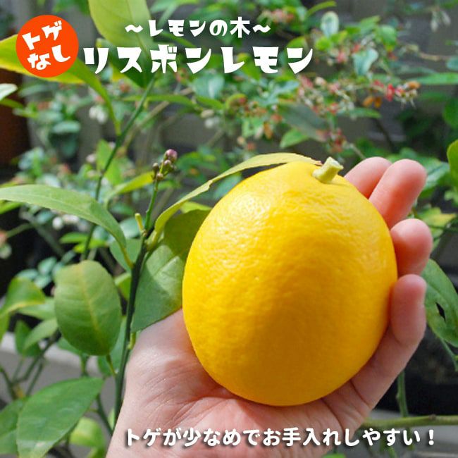 レモンの木 【選抜トゲなしリスボン】 2年生 接木 苗 ロングスリット鉢