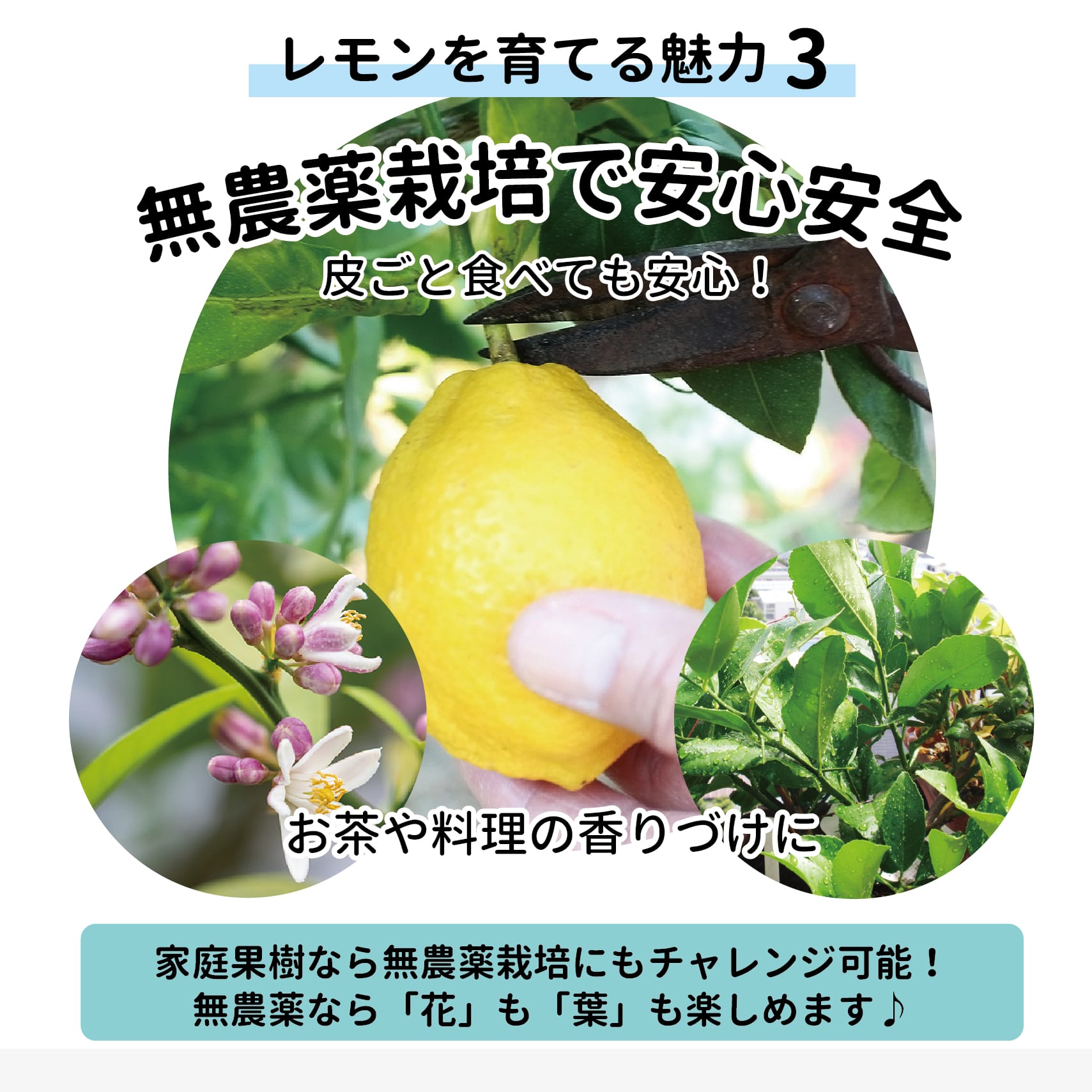 000000049025-04-l.jpg?t=