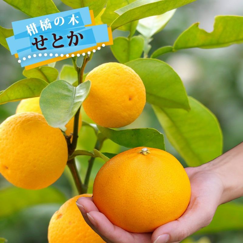 10本セット苗　柑橘 10本セット苗 柑橘