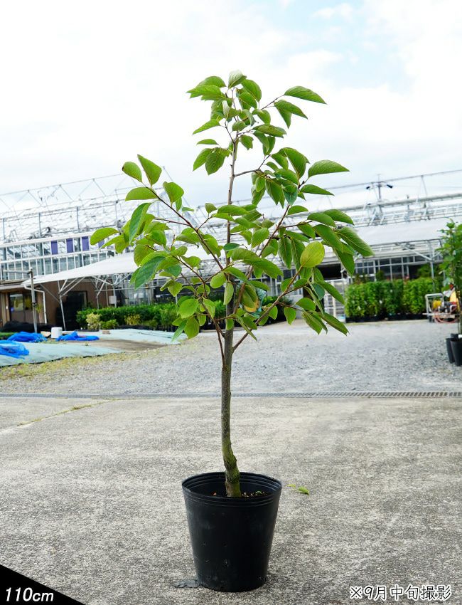 000000049040-04-l.jpg?t=