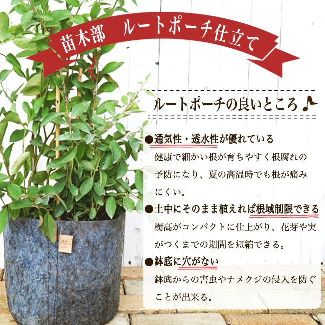 ポポー サンフラワーの販売 苗木部 By 花ひろばオンライン