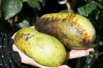 ポポー サスケハンナ 苗 通販 苗木部 By 花ひろばオンライン