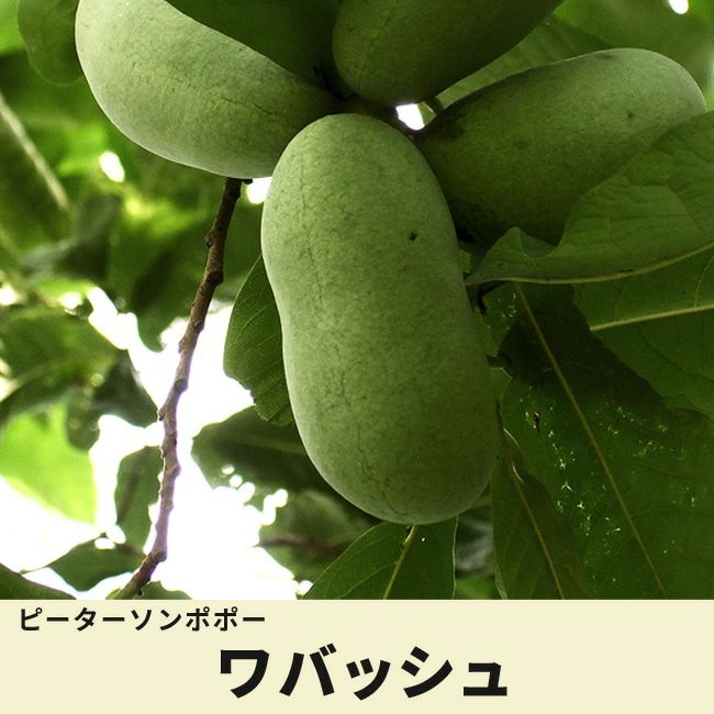 ポポー ワバッシュ 苗 通販 苗木部 By 花ひろばオンライン