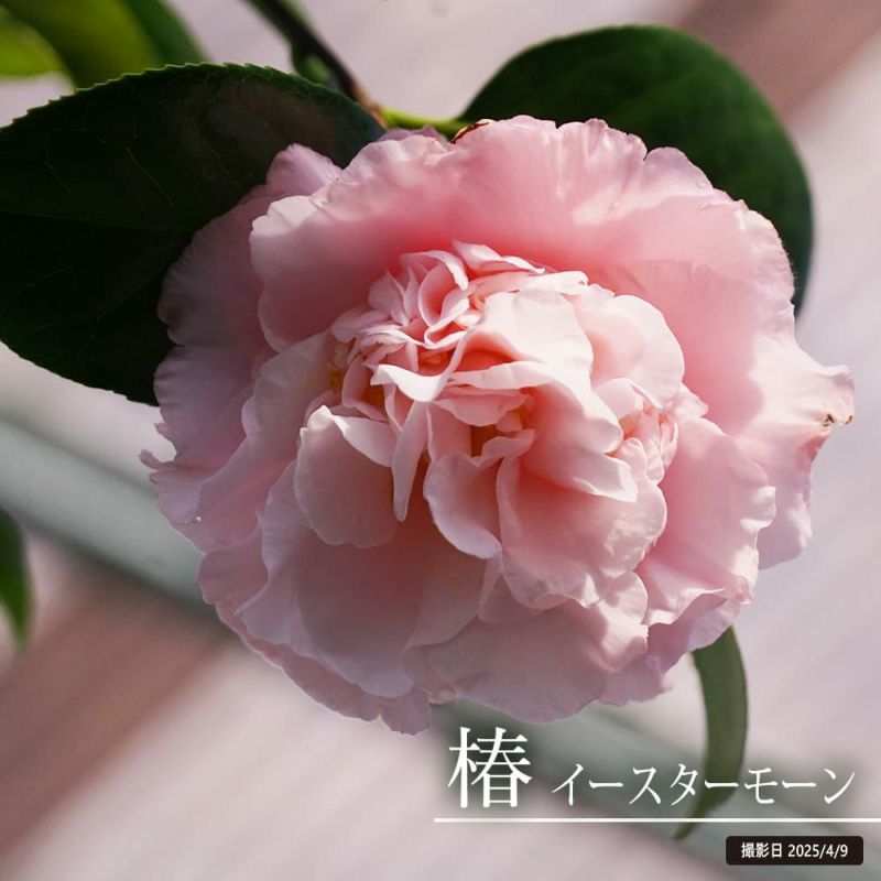 贈る結婚祝い 000000049128-01-l.jpg?t= 鉢花