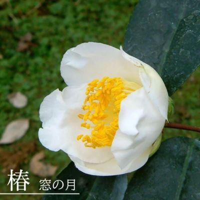 ツバキ Amazon | 資生堂 ツバキ (TSUBAKI) しっとりまとまる ヘア