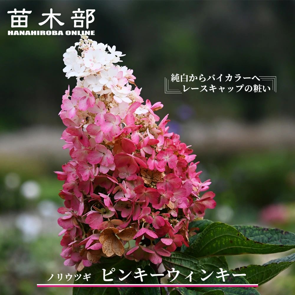 あじさい 苗 ピラミッドアジサイ サンデーフレーズ アジサイ 庭木 落葉樹 低木