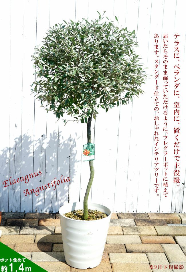 T-ポイント5倍】 特大、特上。ロシアンオリーブ。 植物/観葉植物