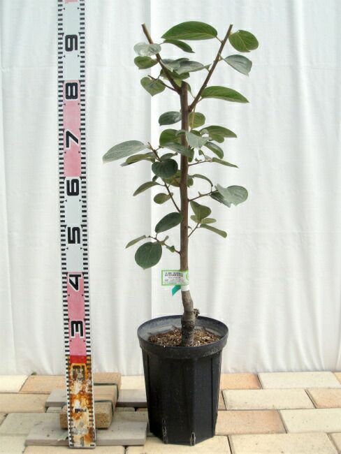 000000049301-04-l.jpg?t=