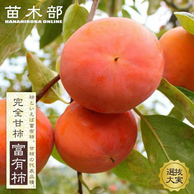 富有柿 大苗木 沢山の大玉！実着きオススメლ⁠(⁠^⁠o⁠^⁠ლ⁠) 富有柿 大