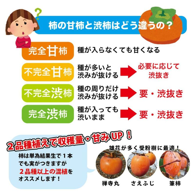 柿 完全甘柿 選抜大実富有 苗 育て方 苗木部 By 花ひろばオンライン