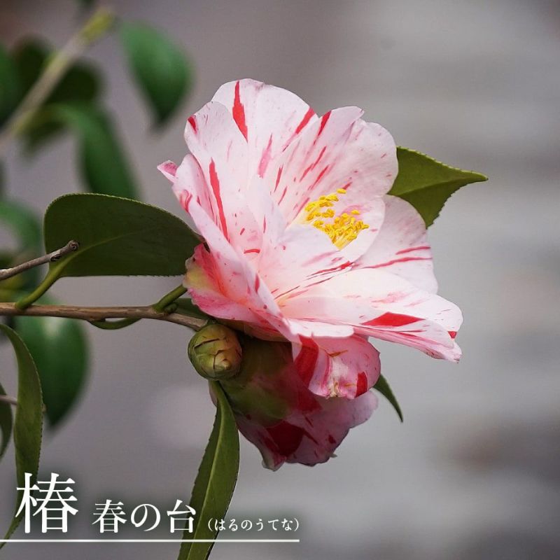 000000049321-01-l.jpg?t=