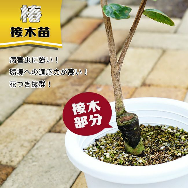 珍しい八重咲きの黄色ツバキ 接木苗 花芽付き 【新世紀】 椿 接木 白