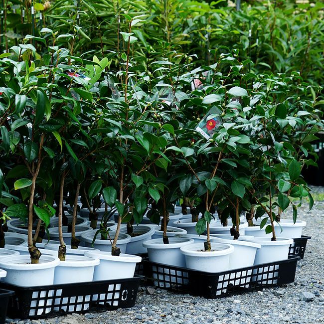 椿 新世紀 苗 販売 苗木部 By 花ひろばオンライン