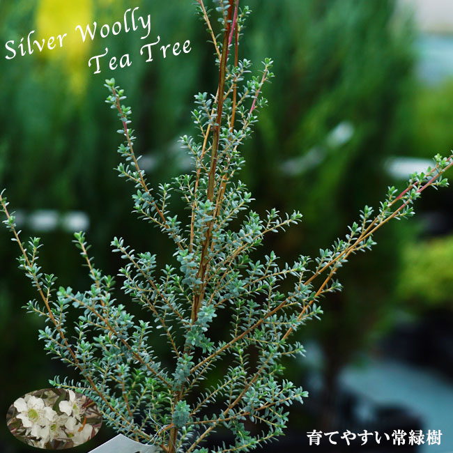 ラベンダーティーツリー メラレウカ ティーツリー 低木 庭木 常緑樹 ラベンダーティーツリー メラレウカ ティーツリー 低木 庭木 常緑樹