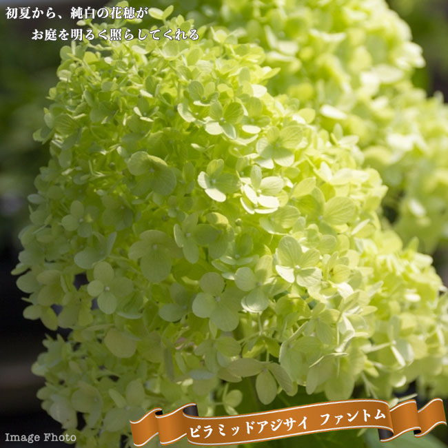 アジサイ ピラミッドアジサイ ファントム 苗 販売 苗木部 By 花ひろばオンライン