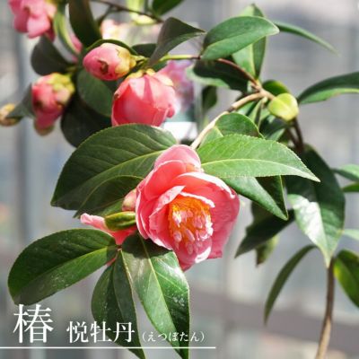 椿 ツバキ 悦牡丹 えつぼたん 接木 白鉢苗 開花 1 3月