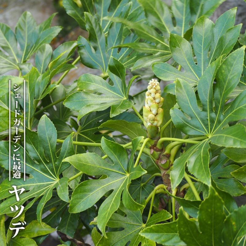 ❸   3年もの  ヤツデ      自家栽培   元気はつらつ最高の 出来栄え ➀ 3年もの ヤツデ 自家栽培 凄く元気です