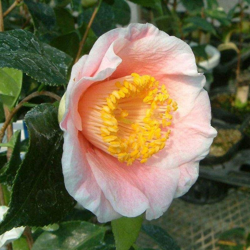 椿 （ツバキ） 花明り （はなあかり） 接木 白鉢植え 開花 11～4月
