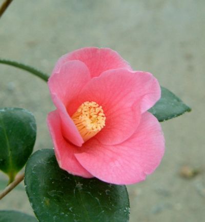 花芽付き 椿 苗 【吉備 （きび）】 接木 白鉢植え <br>開花 11～3月
